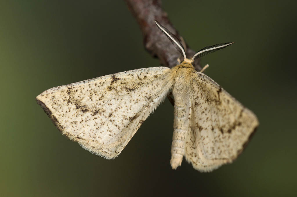 Пяденица дроковая (Hypoxystis pluviaria)