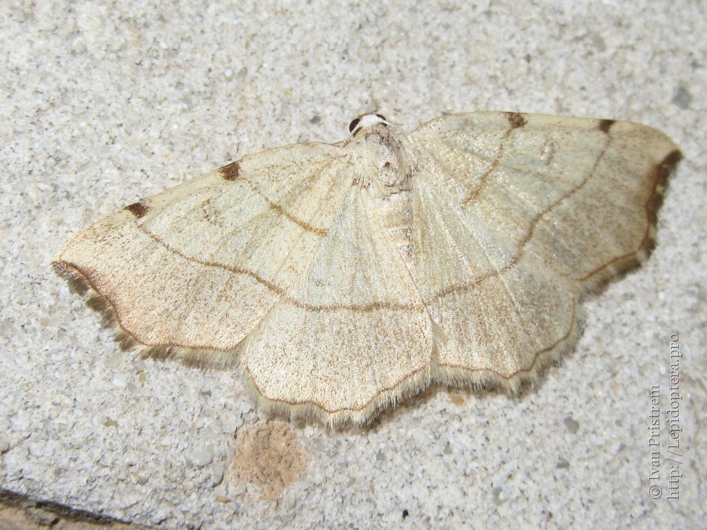 Пяденица лунчатая (Eilicrinia cordiaria)