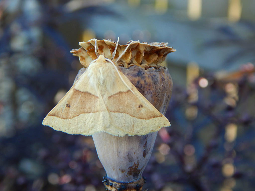 Пяденица пухоногая жёлтая (Crocallis elinguaria)