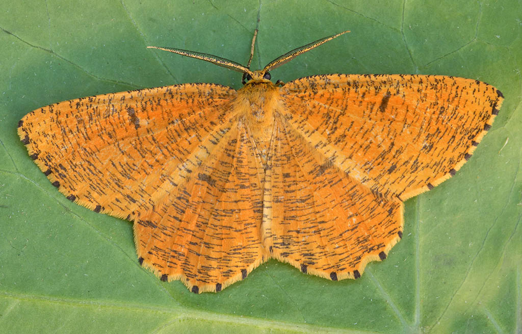 Пяденица сливовая (Angerona prunaria), самец