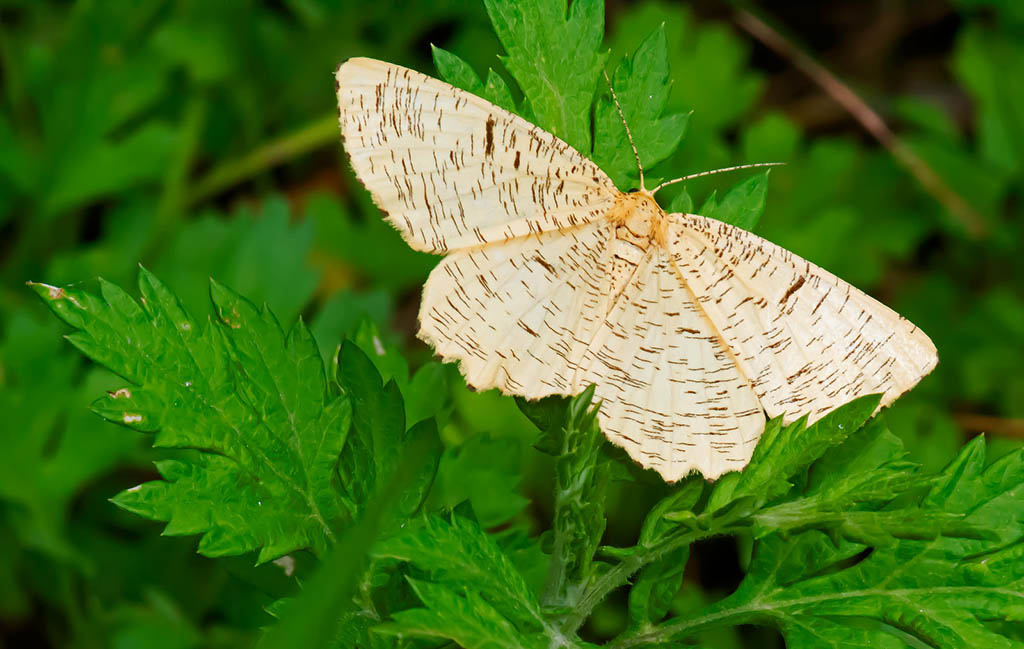 Пяденица сливовая (Angerona prunaria), самка