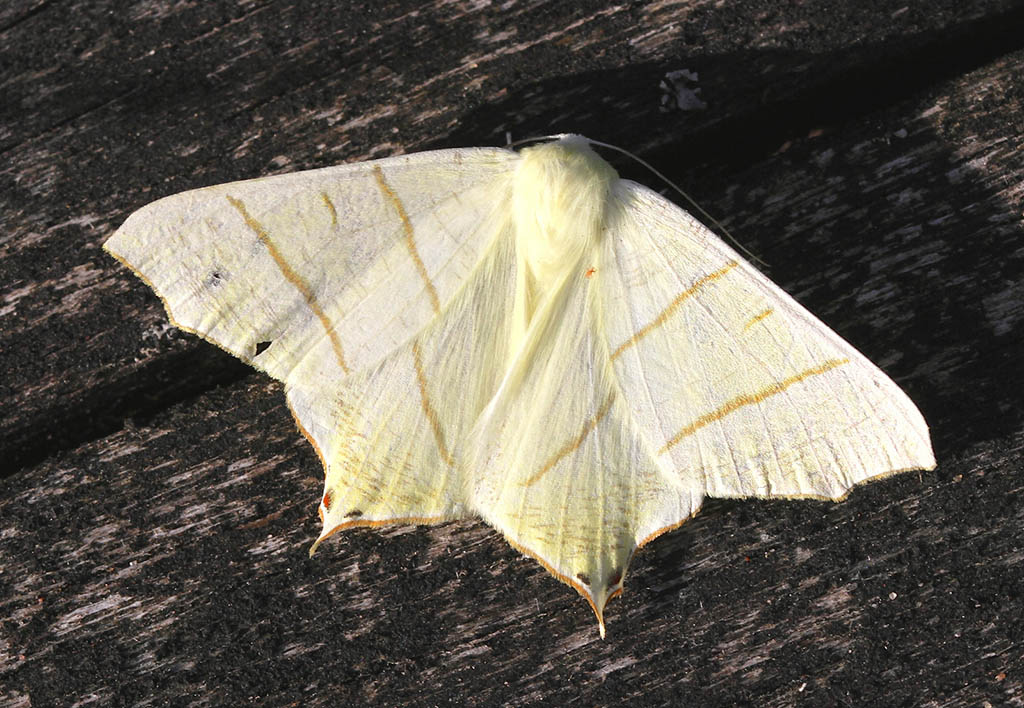 Пяденица хвостатая (Ourapteryx sambucaria)