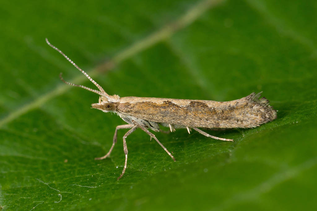 Моль капустная (Plutella xylostella)