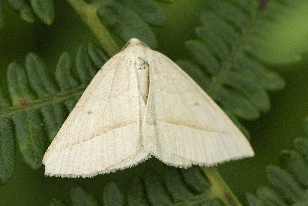 Пяденица беспятнистая жёлтая (Aspitates gilvaria)