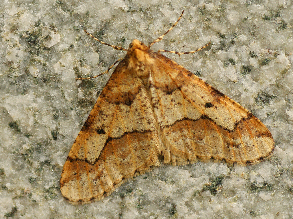 Обдирало плодовый (Erannis defoliaria), самец