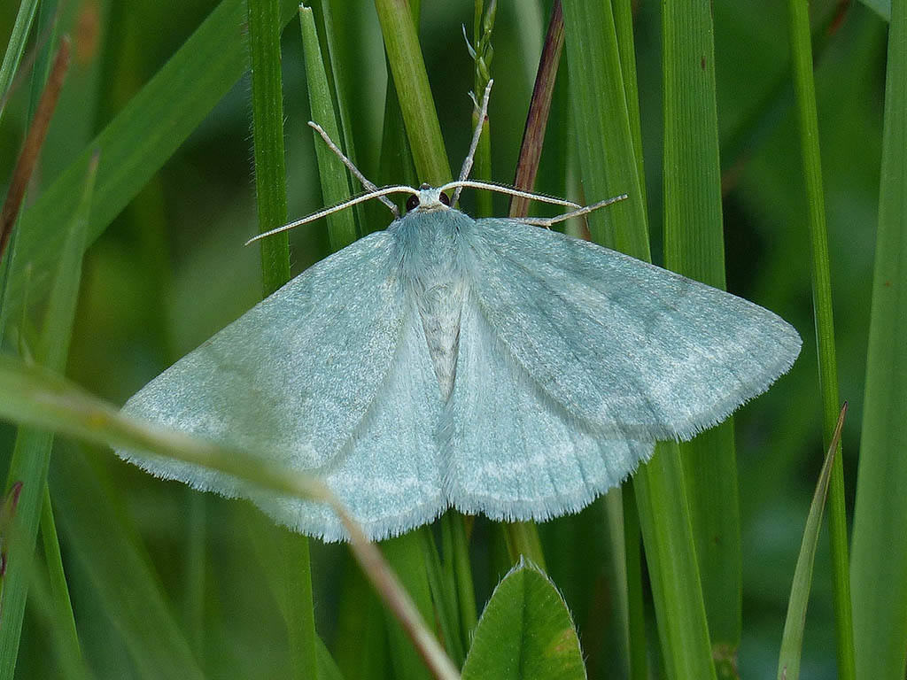 Пяденица зелёная ракитниковая (Pseudoterpna pruinata)