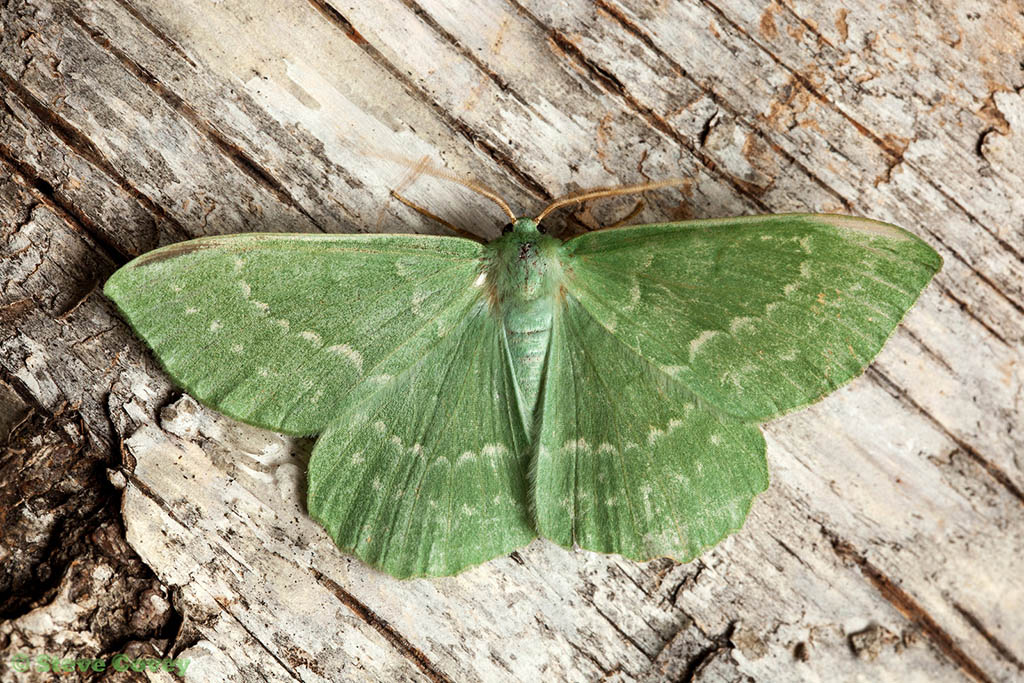 Пяденица зелёная большая (Geometra papilionaria)