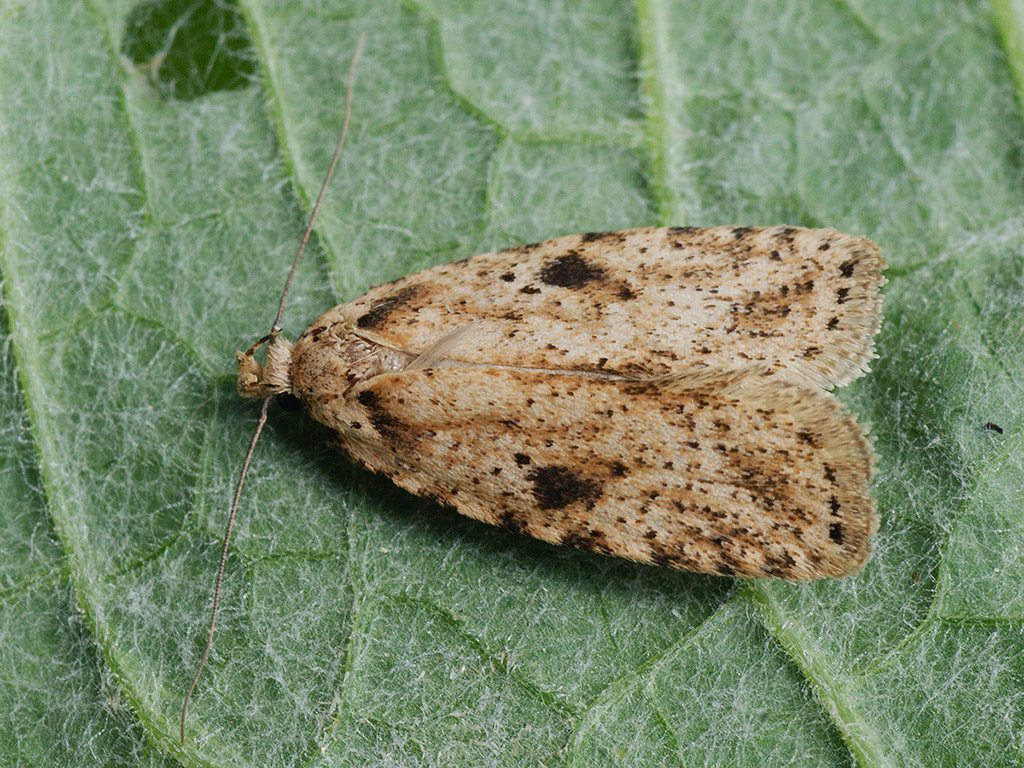 Моль плоская васильковая (Agonopterix arenella)