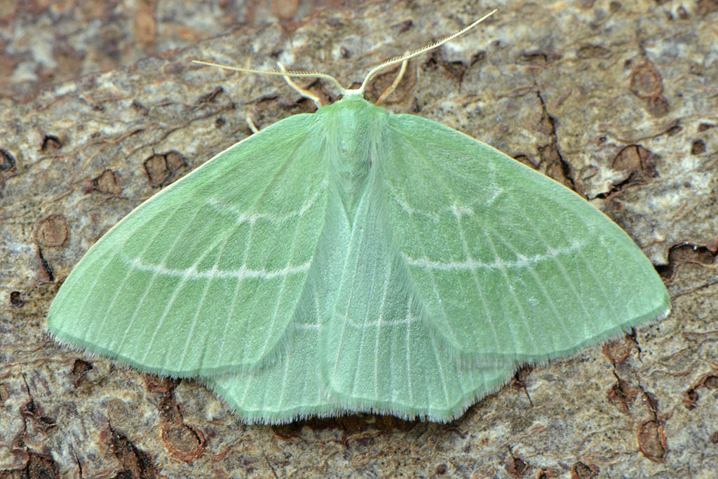 Пяденица зелёная малая (Hemistola chrysoprasaria)