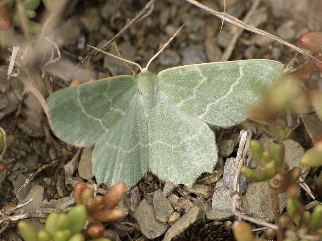 Пяденица зелёная тупоугольная (Thalera fimbrialis)