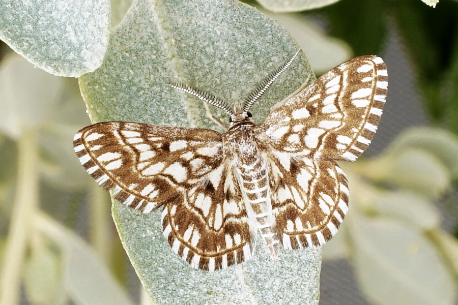 Пяденица малая пёстрая (Cinglis humifusaria)