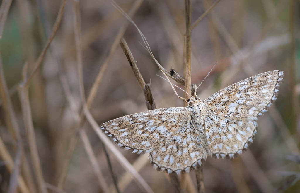 Пяденица малая мозаичная (Scopula tessellaria)