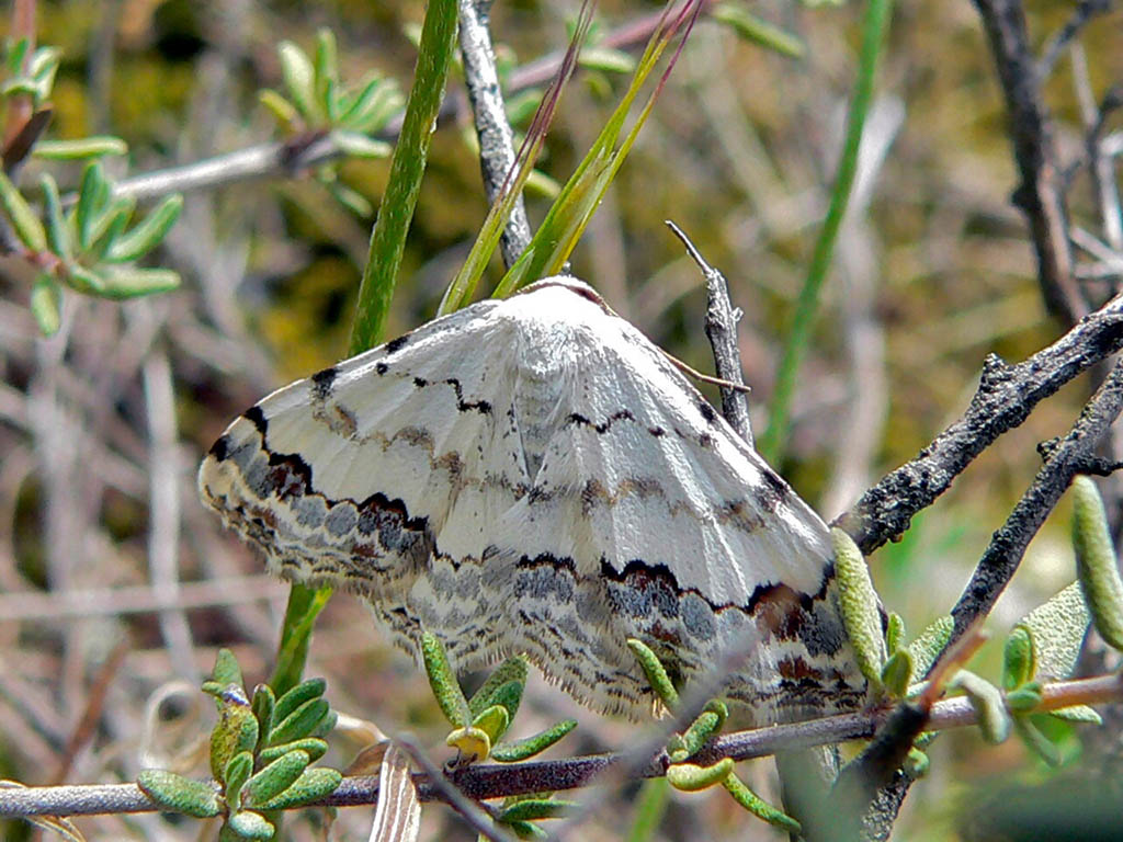 Пяденица малая красивая (Scopula decorata)