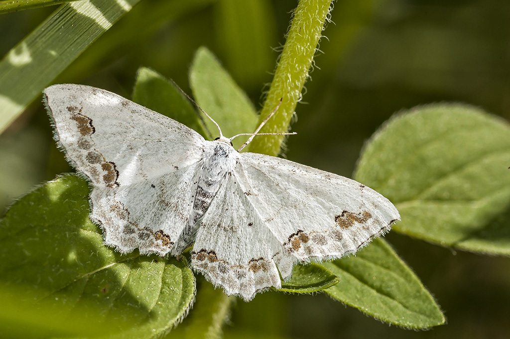 Пяденица малая украшенная (Scopula ornata)