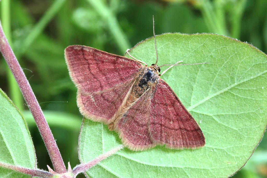 Пяденица малая тимьяновая (Scopula rubiginata)