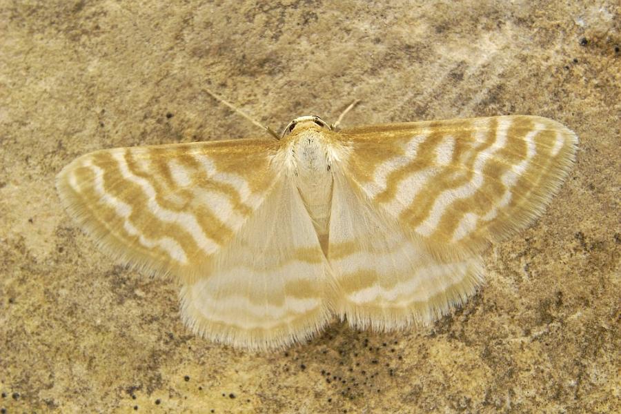 Пяденица малая шелковистая (Idaea sericeata)