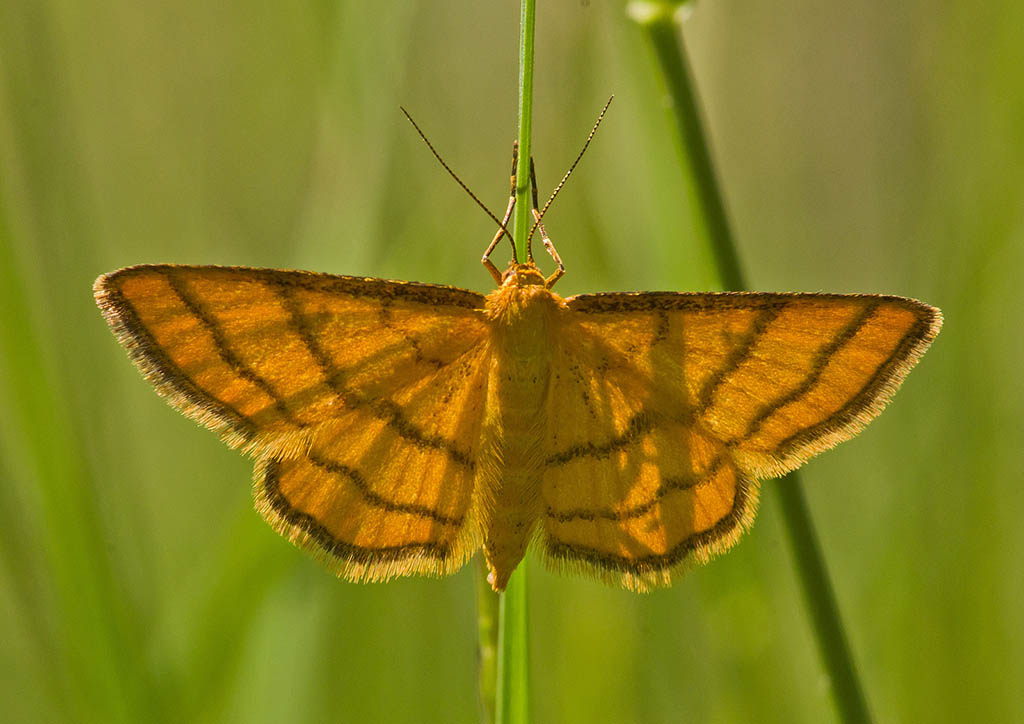 Пяденица малая золотисто-жёлтая (Idaea aureolaria)