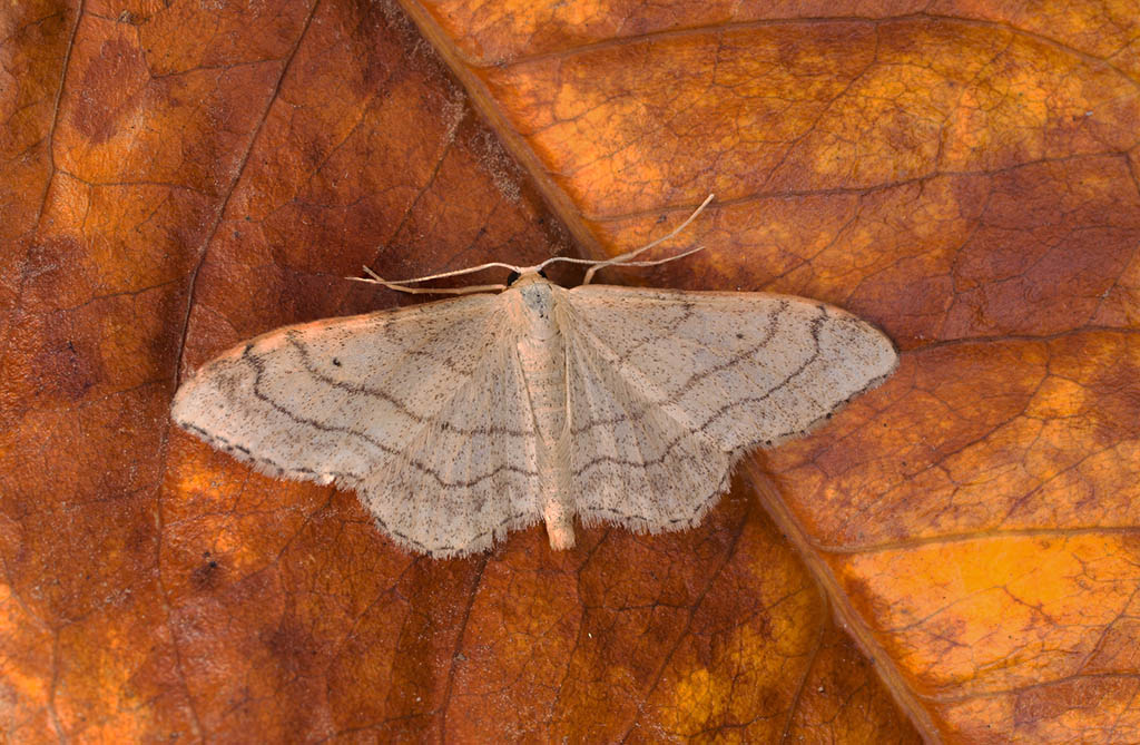 Пяденица малая дождевая (Idaea aversata)