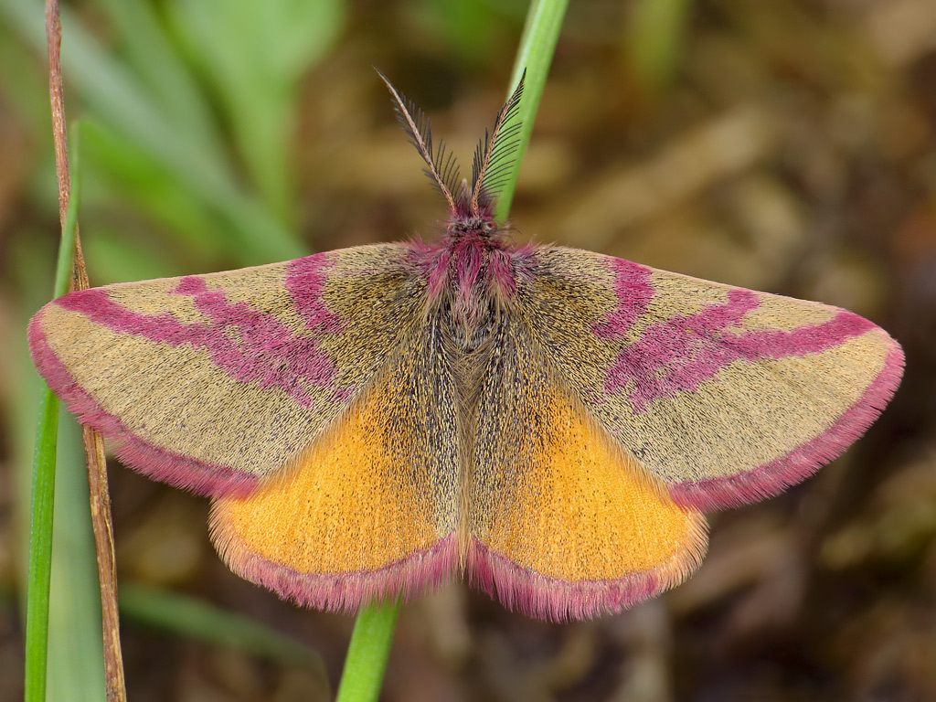 Пяденица пурпурная (Lythria cruentaria)