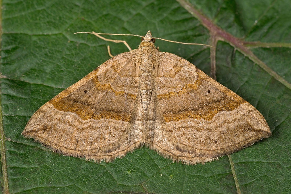 Пяденица линейчатая жёлто-бурая (Scotopteryx chenopodiata)