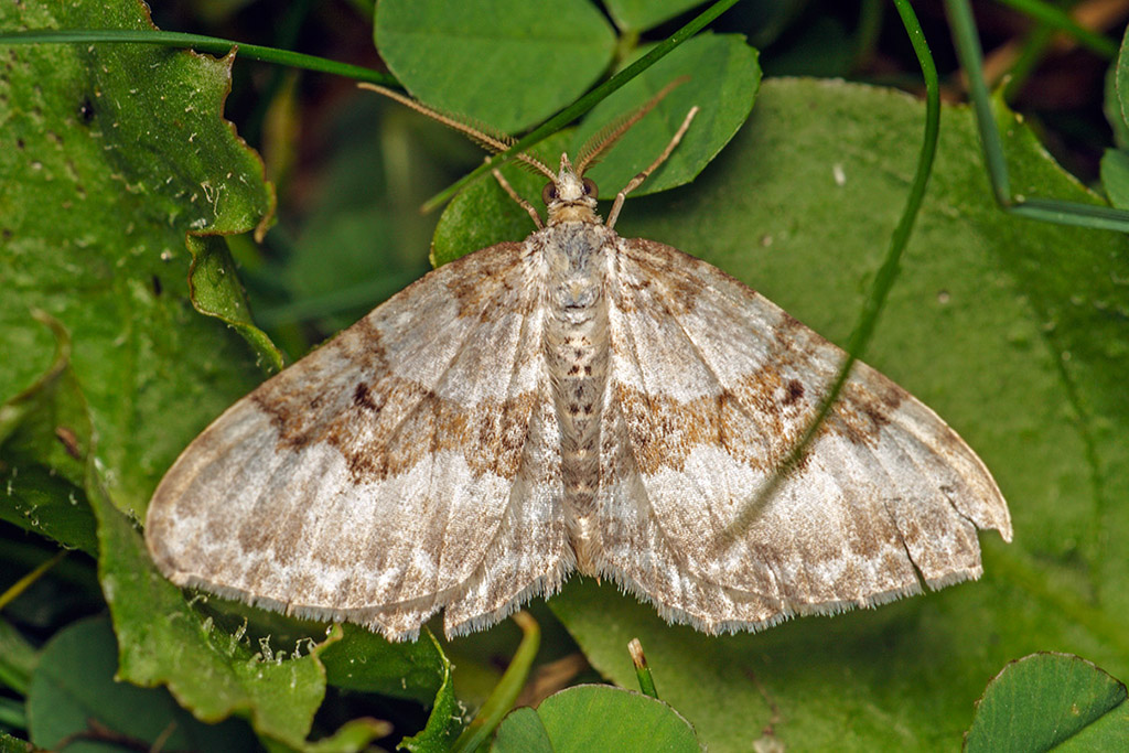 Пяденица горная (Xanthorhoe montanata)