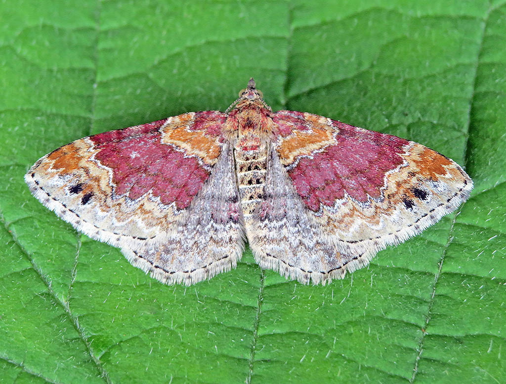 Пяденица колокольчиковая (Xanthorhoe spadicearia)