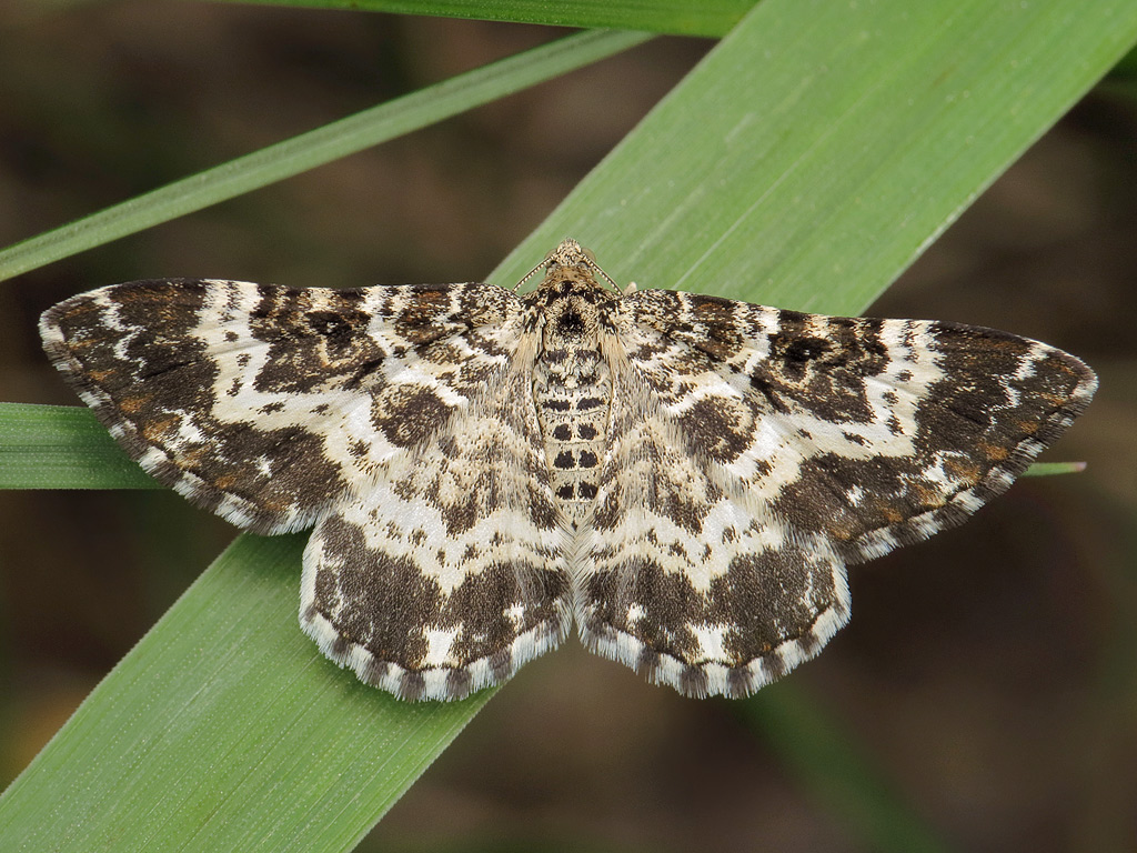 Пяденица грустная (Epirrhoe tristata)