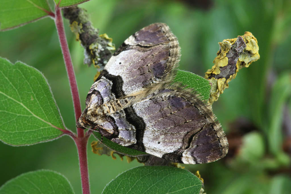 Пяденица шиповниковая (Anticlea derivata)