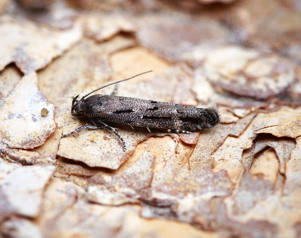 Моль кипрейная галловая (Mompha sturnipennella)