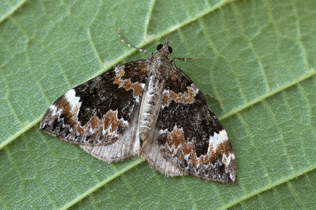 Пяденица острокрылая (Chloroclysta citrata)