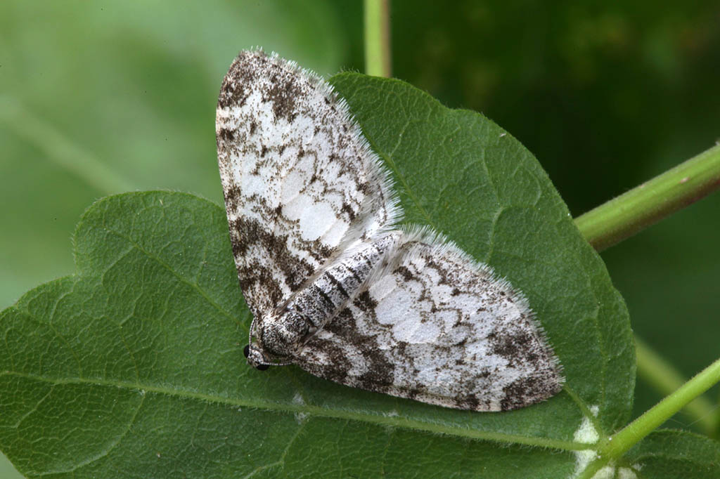 Пяденица лопастная серая (Lobophora halterata)