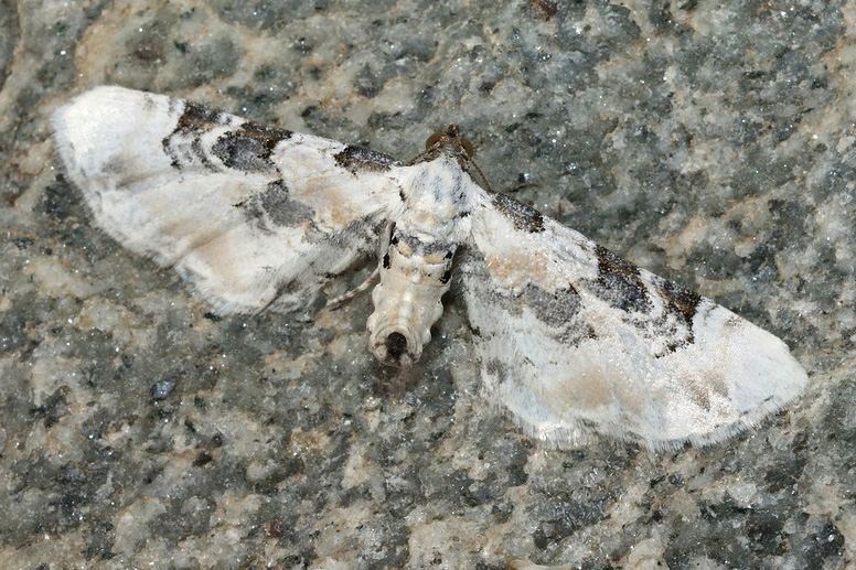 Пяденица цветочная беловатая (Eupithecia gratiosata)