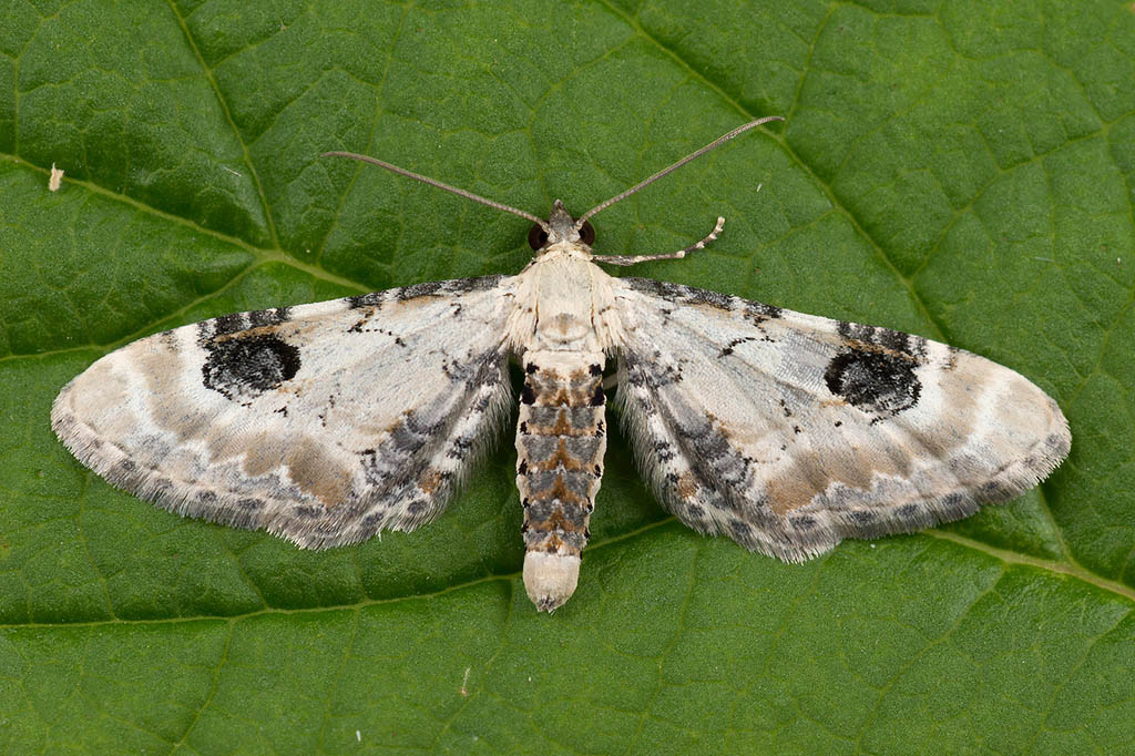 Пяденица цветочная удлинённая (Eupithecia centaureata)