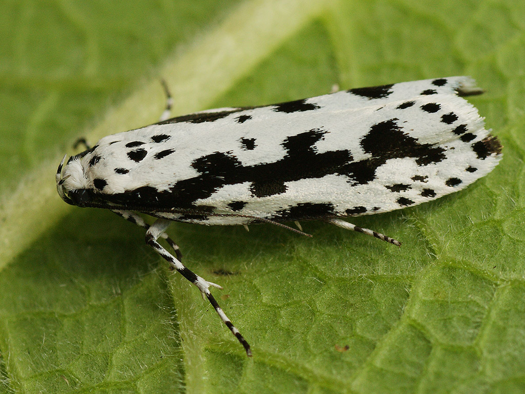 Моль черноточечная белая (Ethmia pusiella)