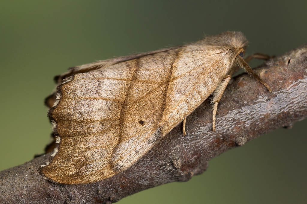 Серпокрылка «сухой лист» (Falcaria lacertinaria)