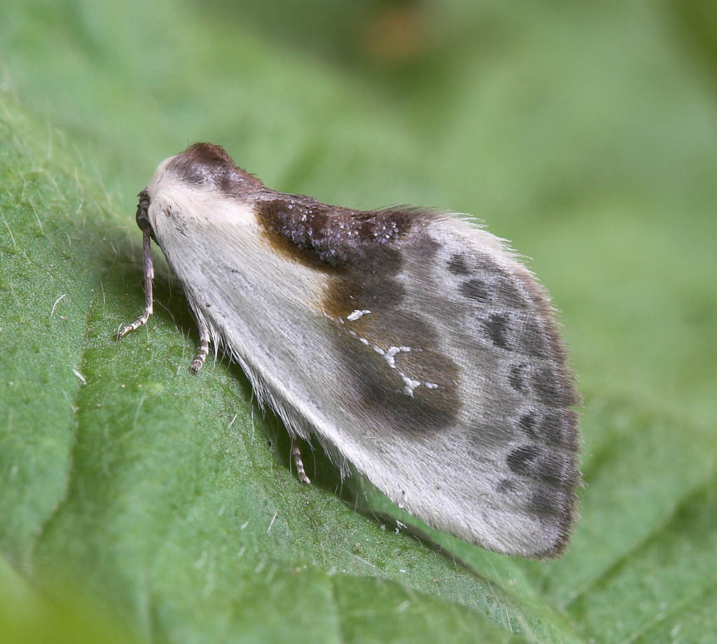 Тупокрылка белая (Cilix glaucata)