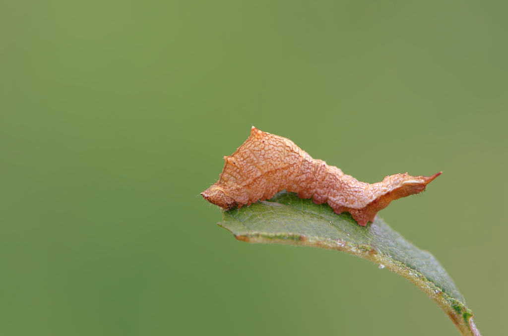 Тупокрылка белая (Cilix glaucata), гусеница