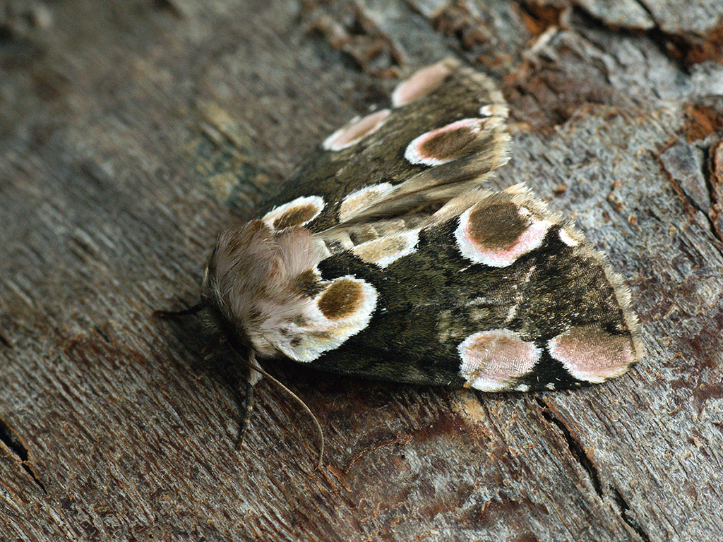 Пухоспинка розовопятнистая (Thyatira batis)