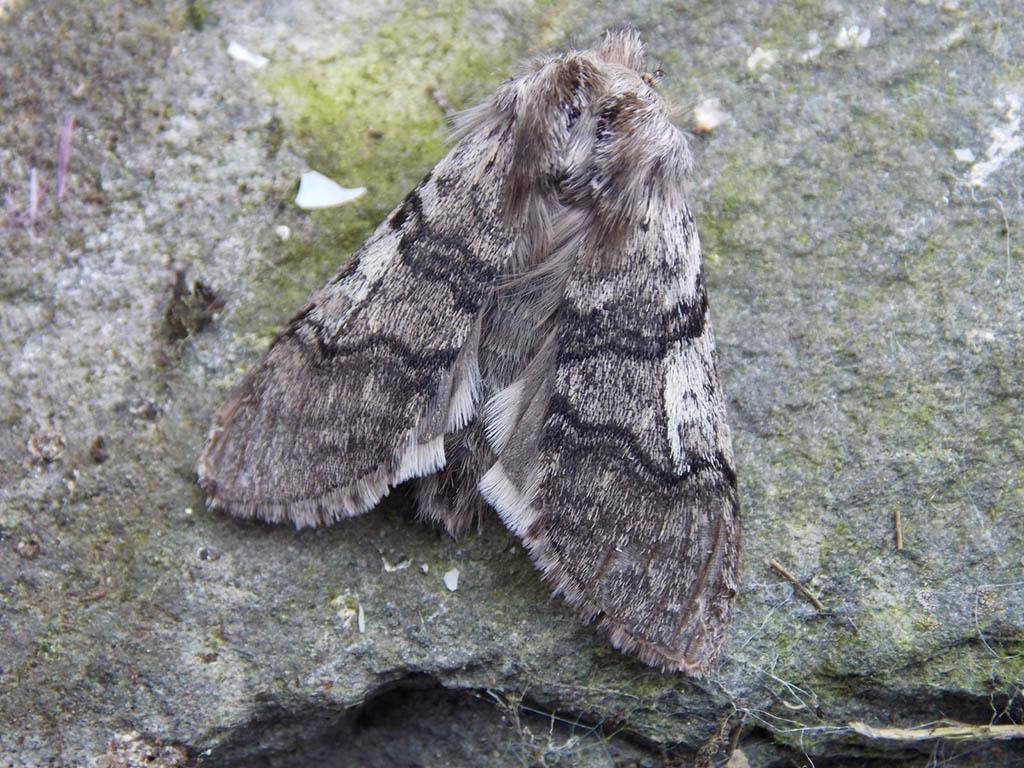 Пухоножка жёлтоусая (Achyla flavicornis)