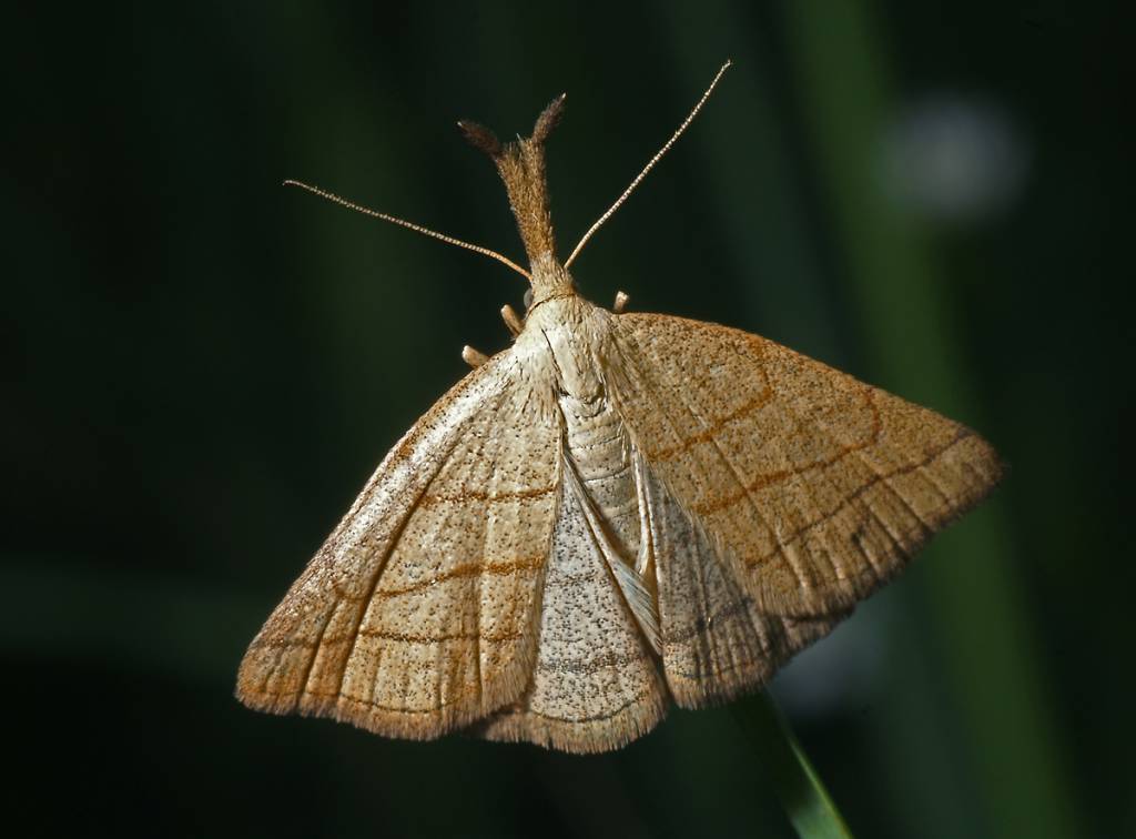 Совка-огнёвка скромная (Polypogon tentacularius)