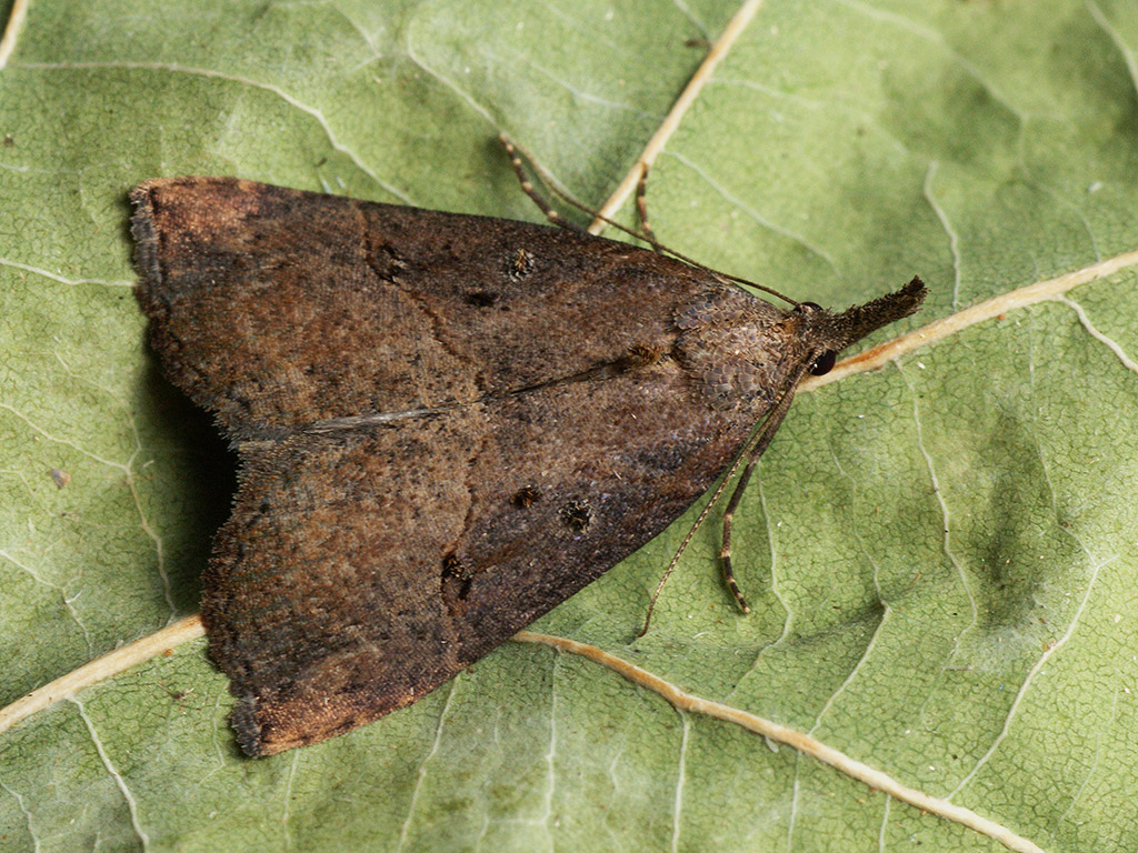 Усатка длиннощупиковая (Hypena rostralis)