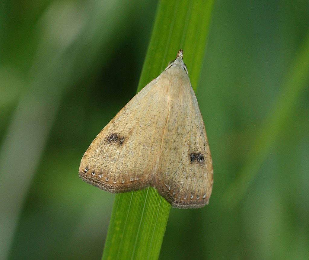 Совка малорослая (Rivula sericealis)