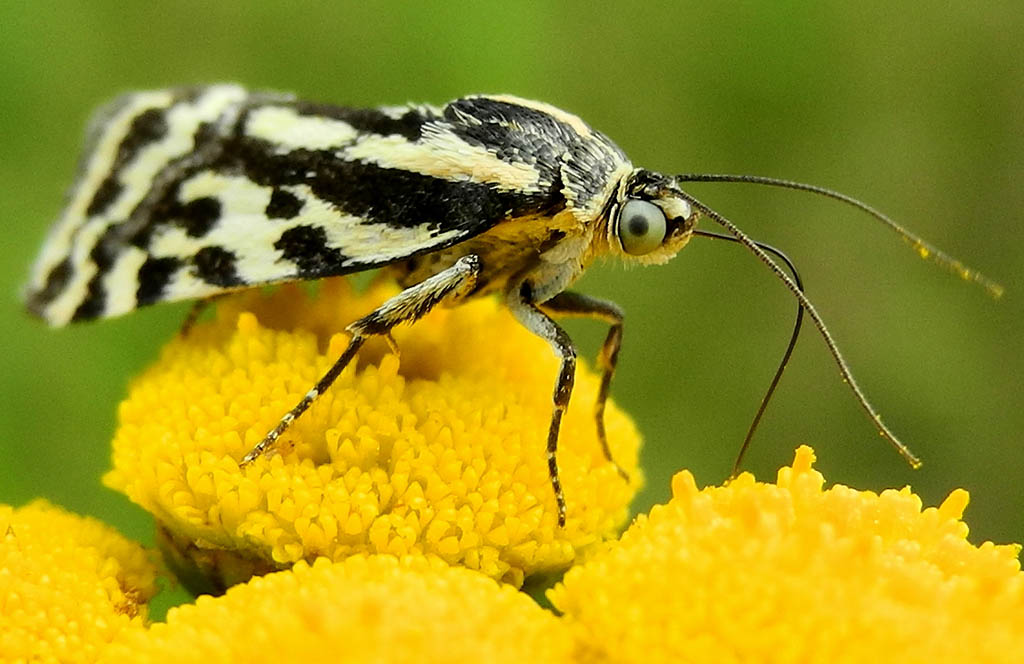 Совка вьюнковая (Emmelia trabealis)