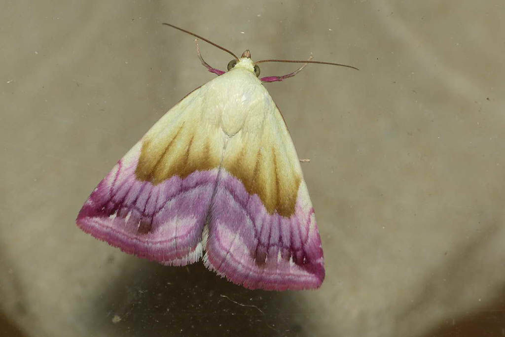 Совка мелкая пурпурная (Eublemma purpurina)