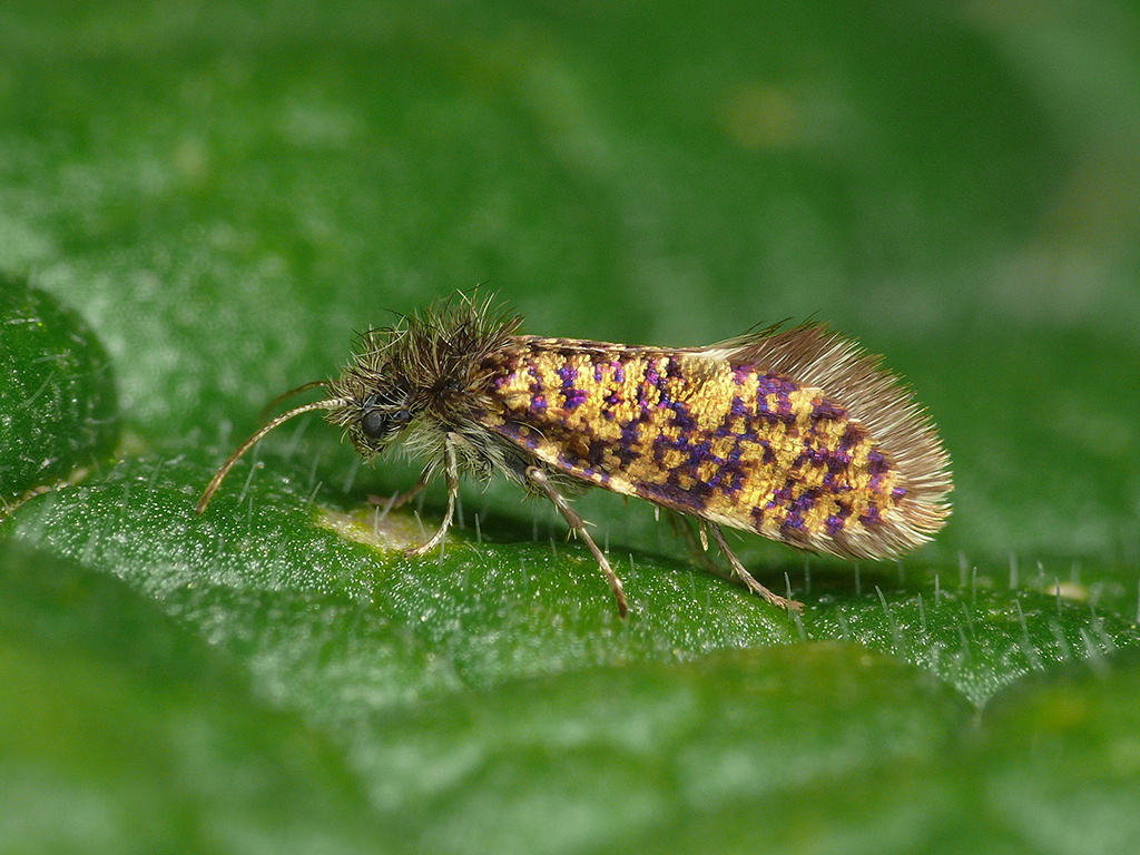 Моль первичная короткоусая (Eriocrania sparrmanella)