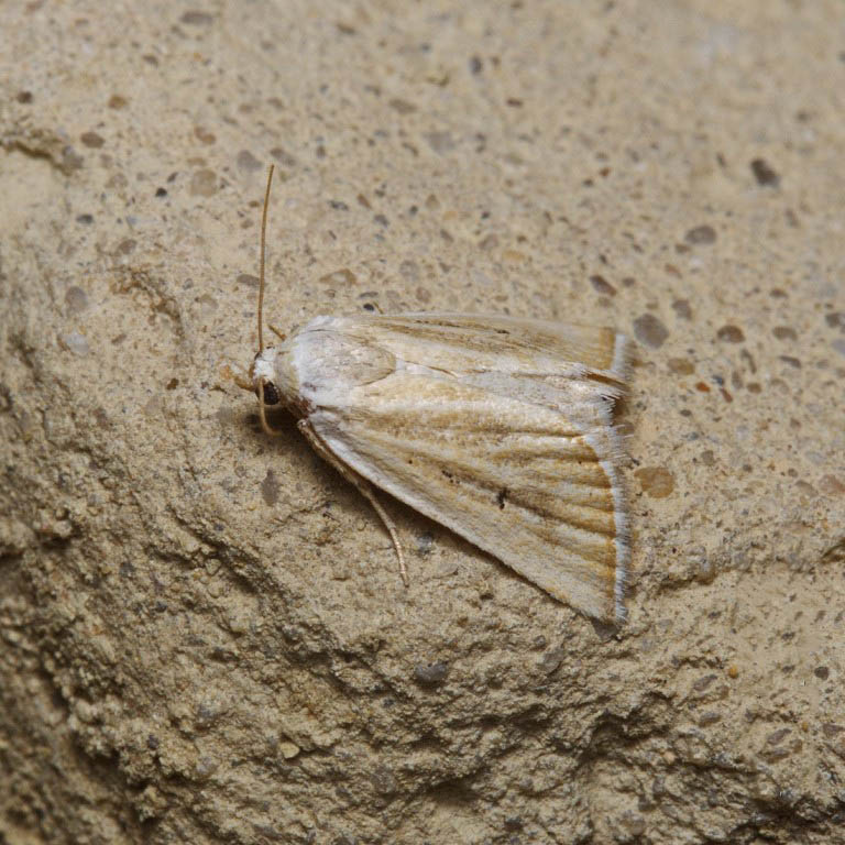 Совка мелкая бледная (Eublemma pallidula)