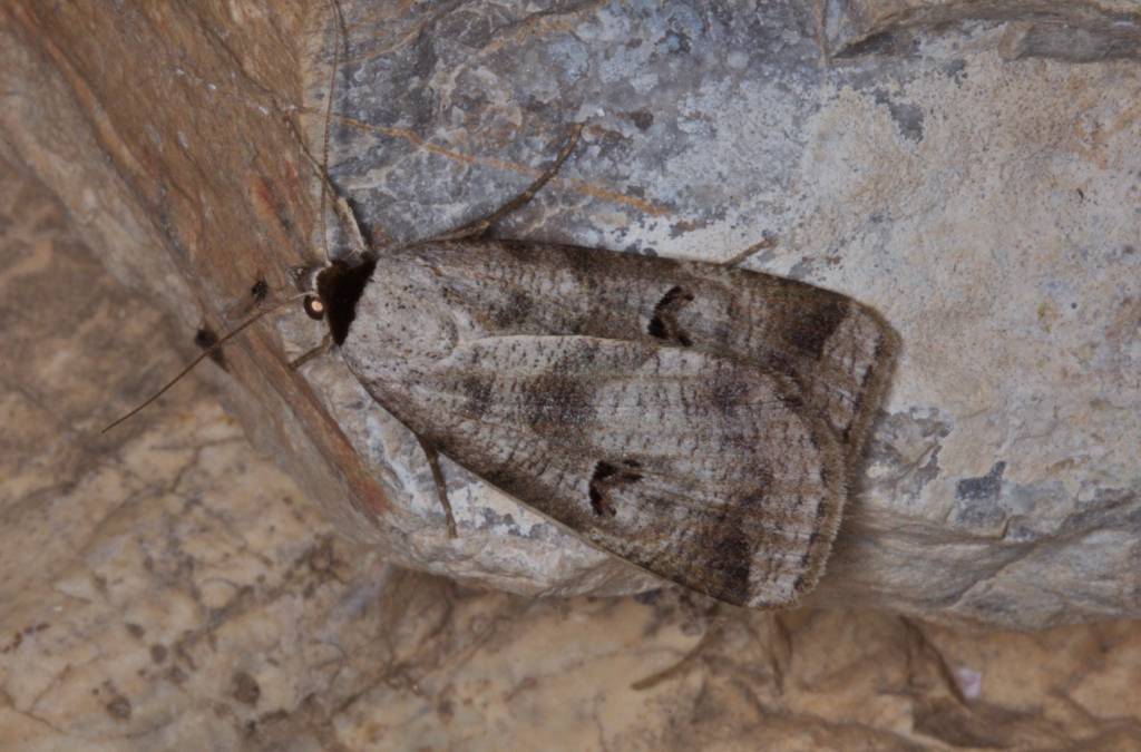 Совка горошковая странная (Lygephila ludicra)