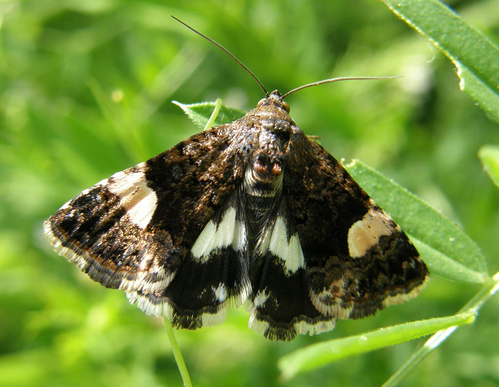 Совка пятнистая тёмная (Tyta luctuosa)