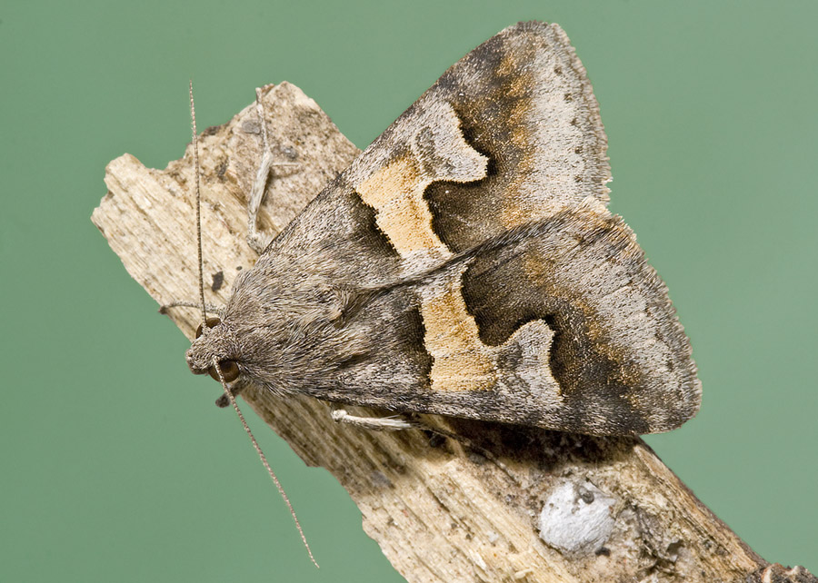 Совка-Драстерия кавказская (Drasteria caucasica)