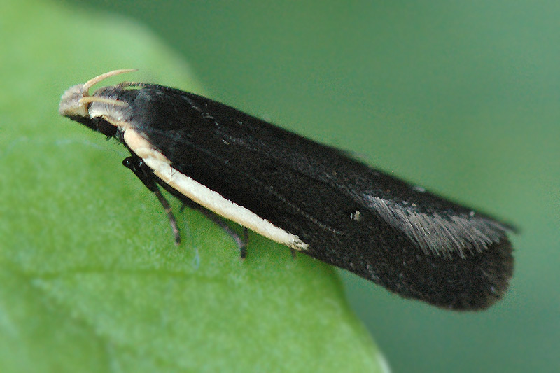 Моль жёлтокрайная (Nothris lemniscella)